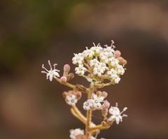 Astrotricha asperifolia