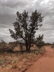 Callitris glaucophylla