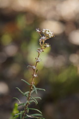 Astrotricha asperifolia