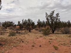 Callitris glaucophylla