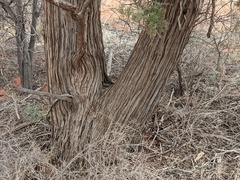 Callitris glaucophylla