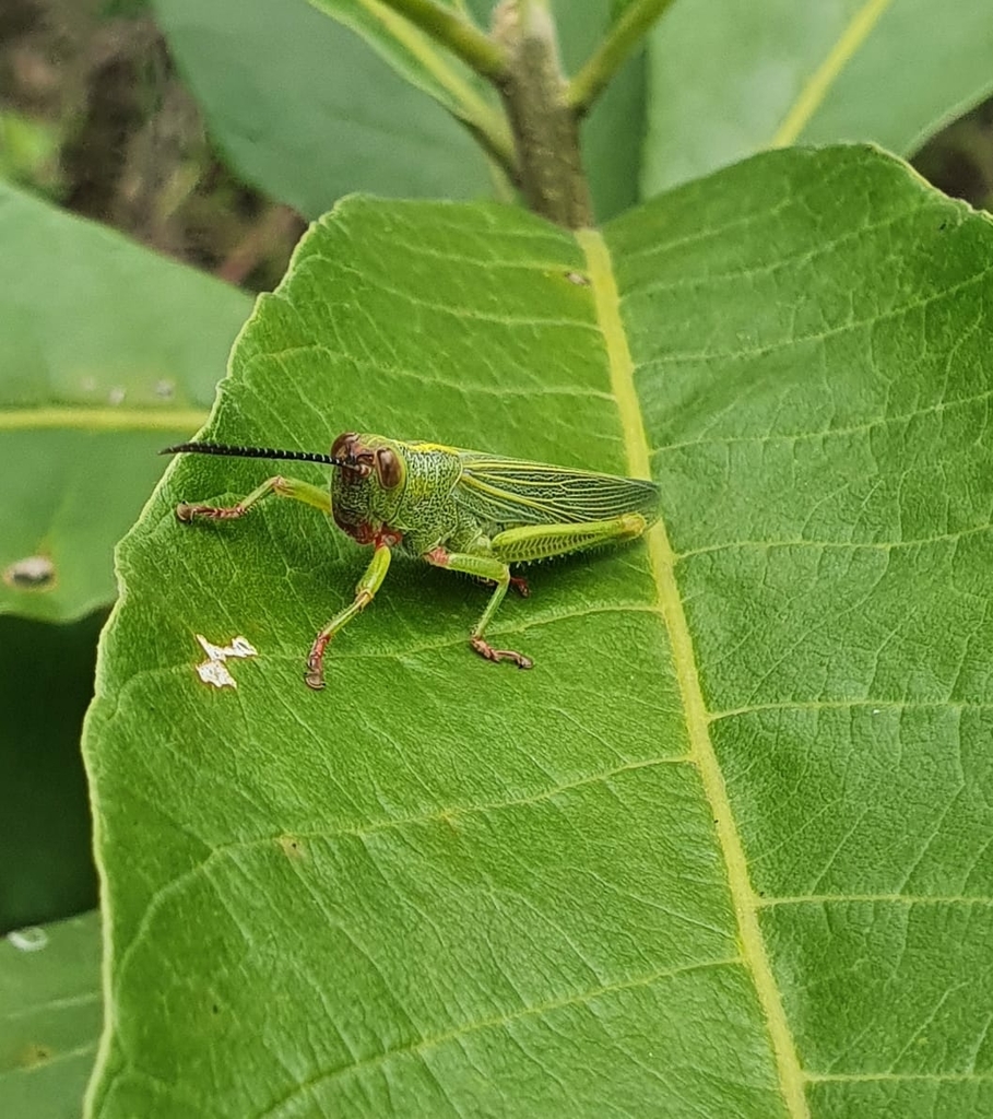 Zoniopoda similis