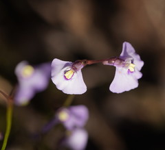 Utricularia grampiana