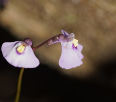 Utricularia grampiana