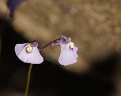 Utricularia grampiana