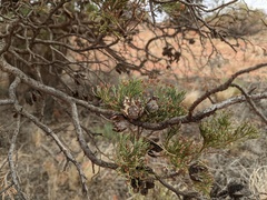 Callitris glaucophylla