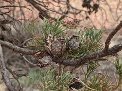 Callitris glaucophylla