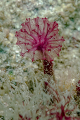 Oceanapia sagittaria