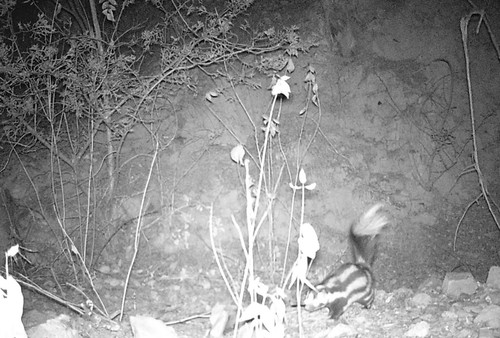 Desert Spotted Skunk