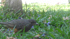 Turdus rufiventris