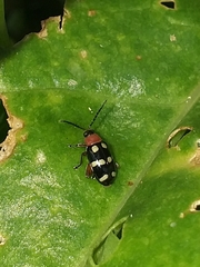 Phenrica fulcrata