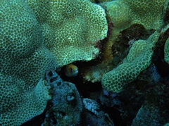 Gymnothorax melatremus