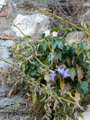 Campanula versicolor