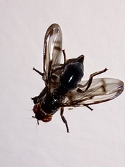 Senopterina