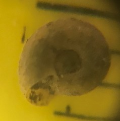 Gyraulus parvus