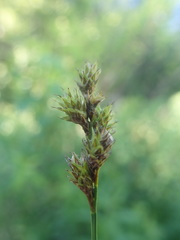Carex tincta