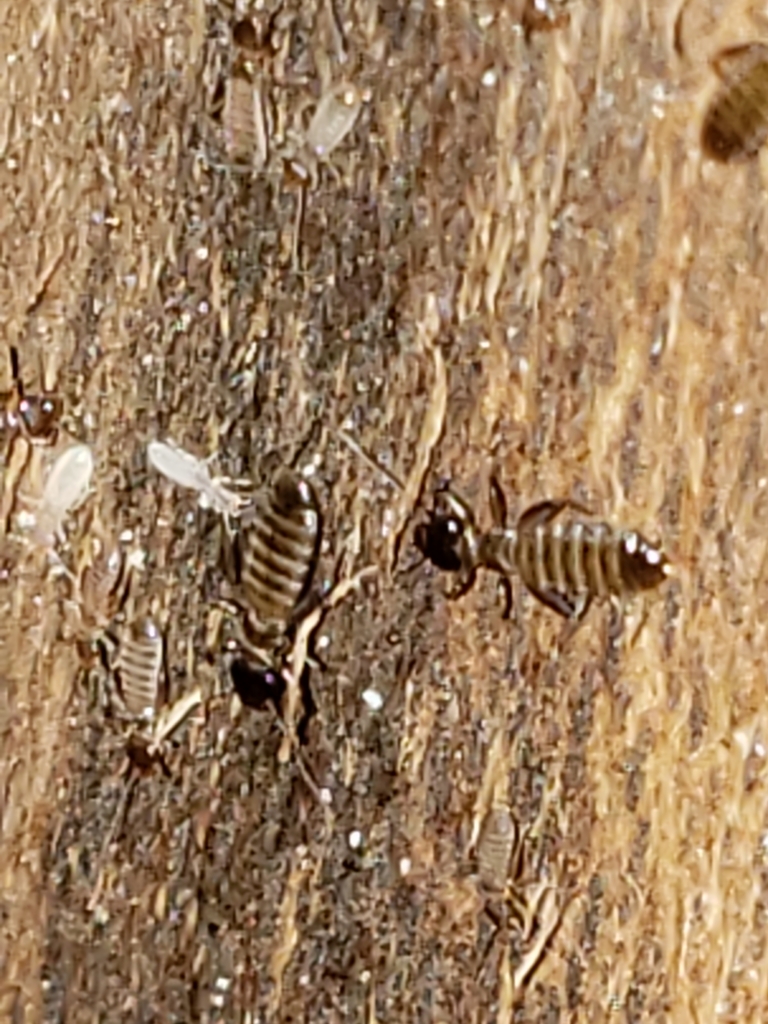 Embidopsocinae from Wolf Trap, VA, USA on December 01, 2020 at 02:48 PM ...