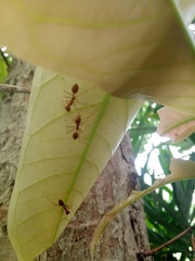 Oecophylla smaragdina