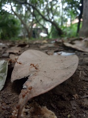 Oecophylla smaragdina