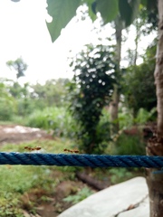 Oecophylla smaragdina