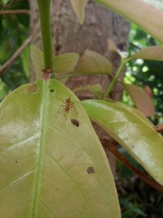 Oecophylla smaragdina