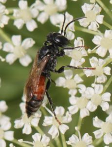 Tachysphex pompiliformis