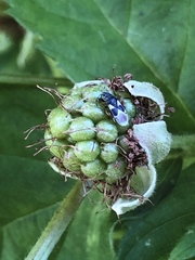 Oxycarenus luctuosus