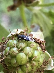 Oxycarenus luctuosus