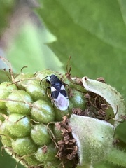 Oxycarenus luctuosus