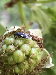 Oxycarenus luctuosus