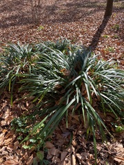 Ophiopogon jaburan