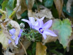 Campanula versicolor