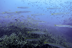 Sphyraena flavicauda