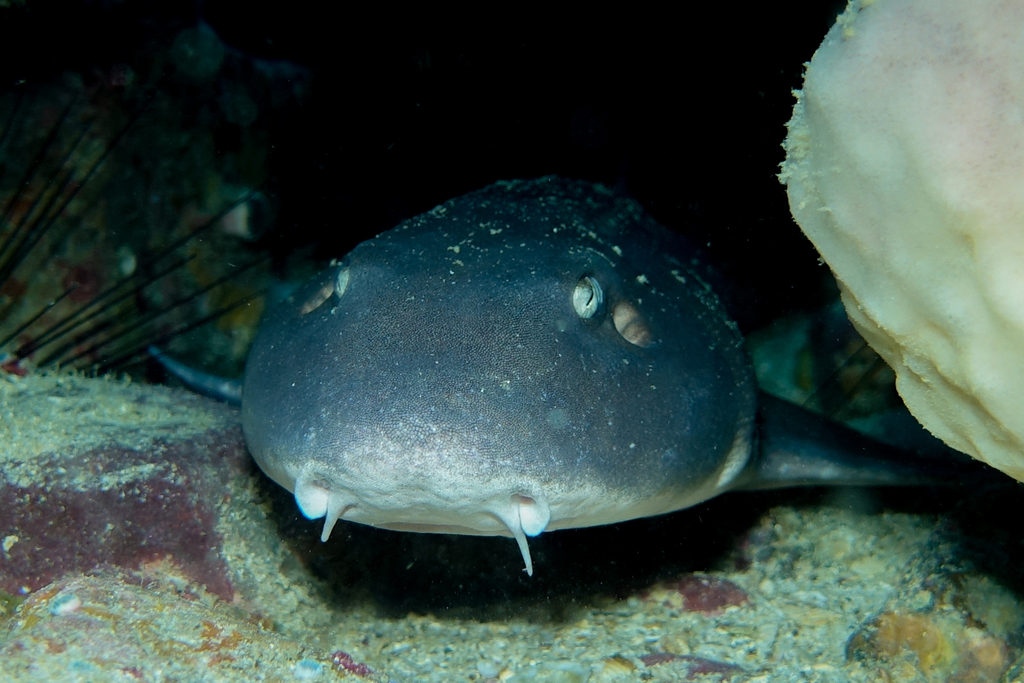 Grey Bamboo Shark