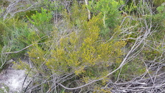 Leptospermum epacridoideum