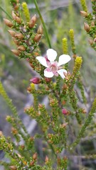 Leptospermum epacridoideum