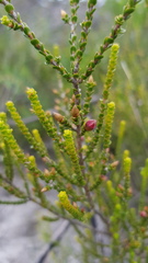 Leptospermum epacridoideum