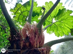 Gunnera mexicana