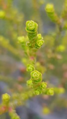 Leptospermum epacridoideum