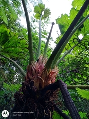 Gunnera mexicana
