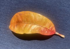 Chrysophyllum oliviforme