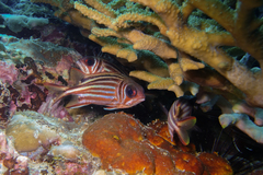 Sargocentron praslin