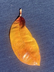 Chrysophyllum oliviforme