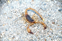 Smeringurus vachoni