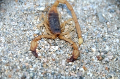 Smeringurus vachoni