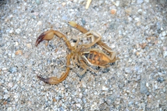 Smeringurus vachoni