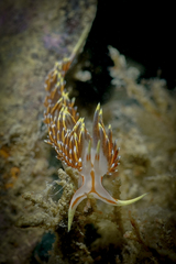 Phidiana militaris