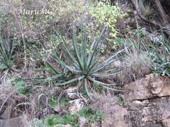 Agave difformis