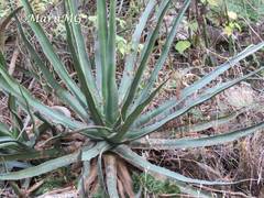 Agave difformis