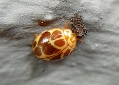 Cycloneda conjugata